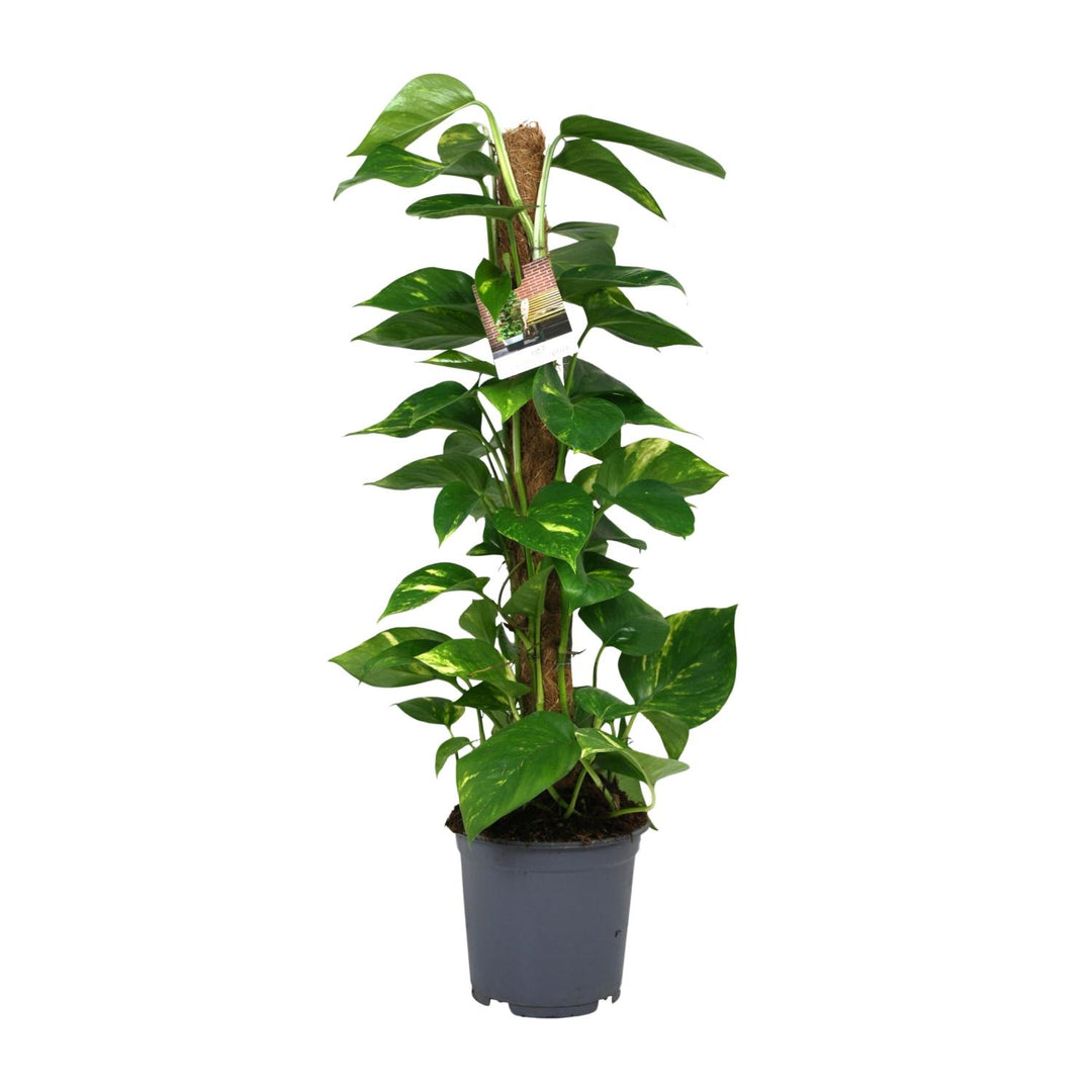 Scindapsus Epipremnum 80cm — Pothos in 19cm pot