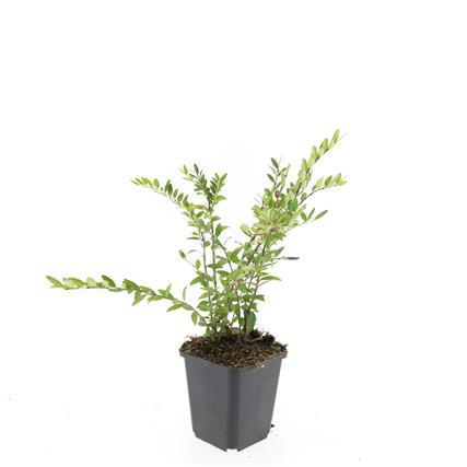 24x Lonicera pileata 'Purple Pearl' - ↕10-25cm - Ø9cm