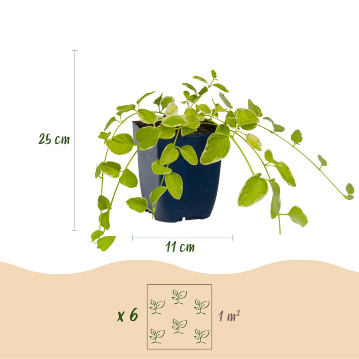 Pack of 24 Vinca major 'Variegata' greater periwinkle plants in 11cm pots - view 3