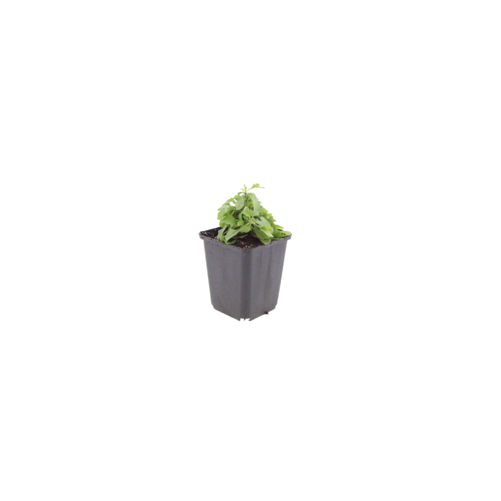 Young Erigeron karvinskianus with delicate green foliage in grey square pot, approximately 10-25cm tall