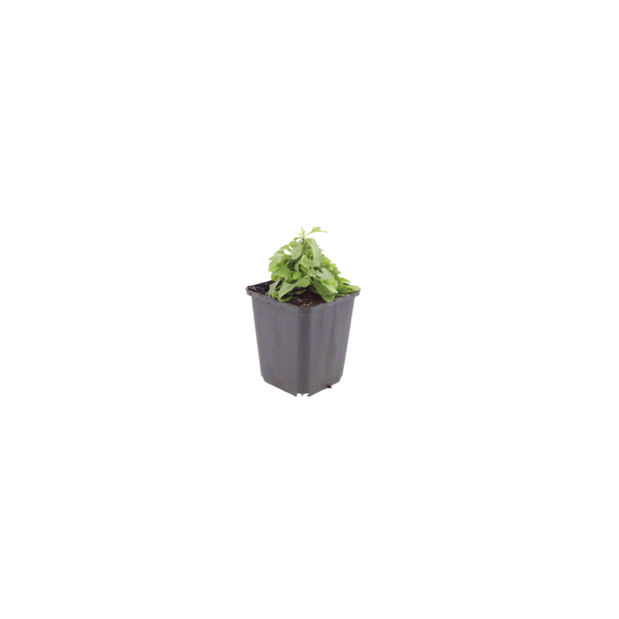 Young Erigeron karvinskianus with delicate green foliage in grey square pot, approximately 10-25cm tall