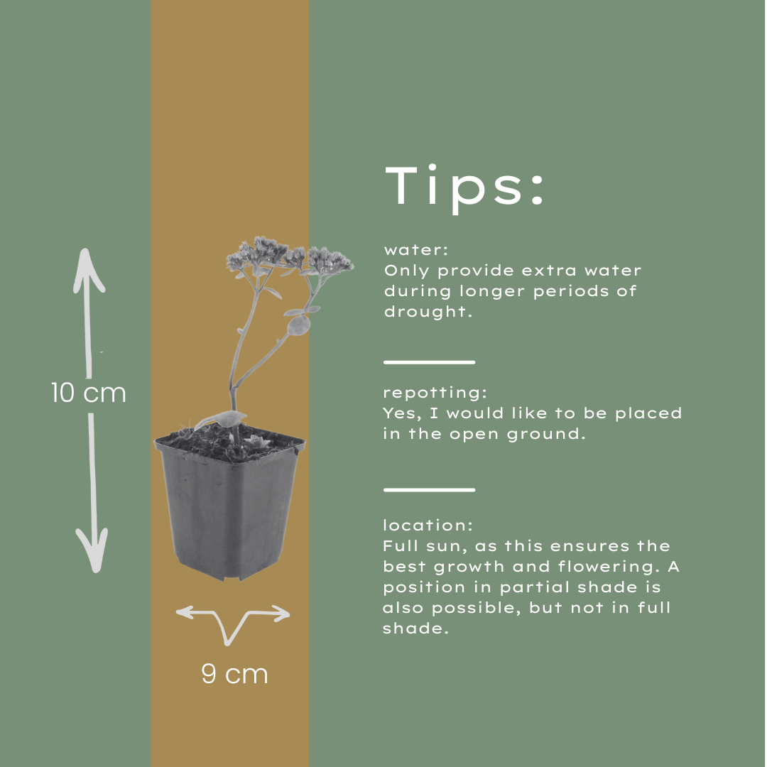 48x Sedum 'Matrona' - ↕10-25cm - Ø9cm full-plant overview, healthy foliage and strong roots