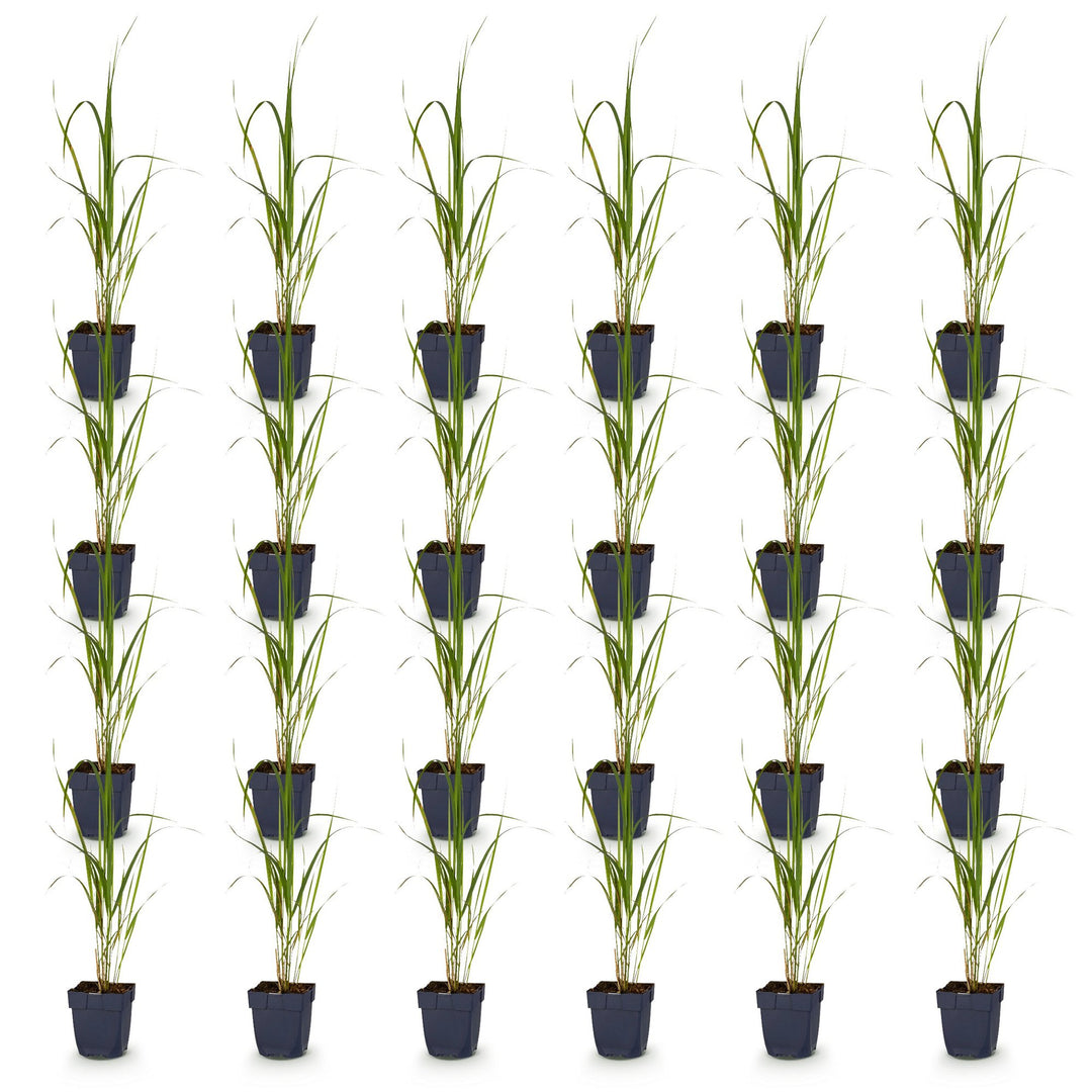 Pack of 24 Molinia arundinacea 'Karl Foerster' purple moor grass plants in 11cm pots - view 2