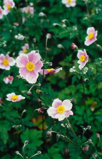 40x Japanese Anemone Robustissima - Pink Hardy Perennial 9cm Pot