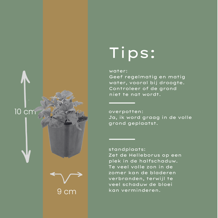 60x Helleborus orientalis - ↕10-25cm - Ø9cm