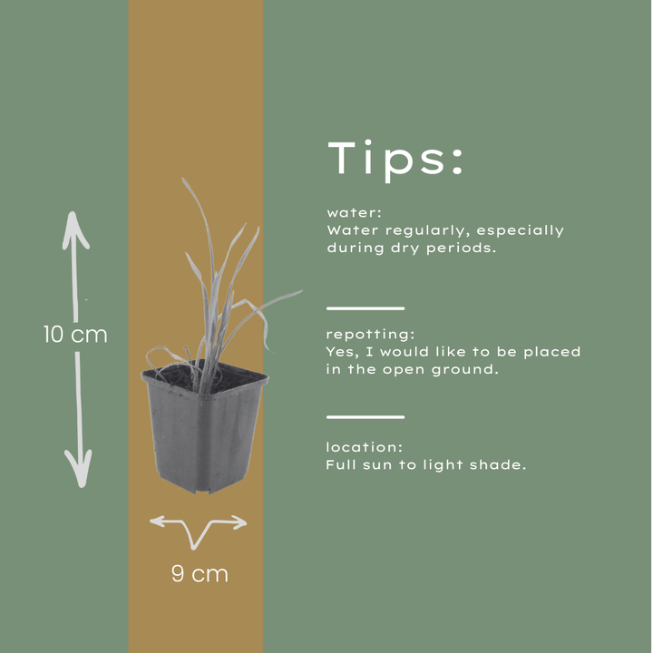 24x Hemerocallis 'Stella de Oro' - ↕10-25cm - Ø9cm full-plant overview, healthy foliage and strong roots