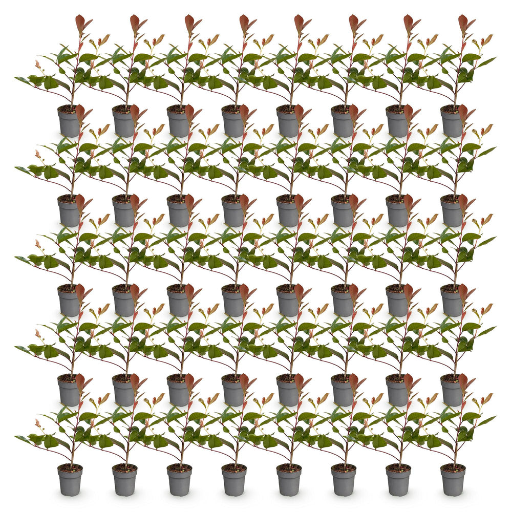 40 Photinia x fraseri 'Red Robin' hedging plants in 9cm pots, 25-35cm tall - view 2