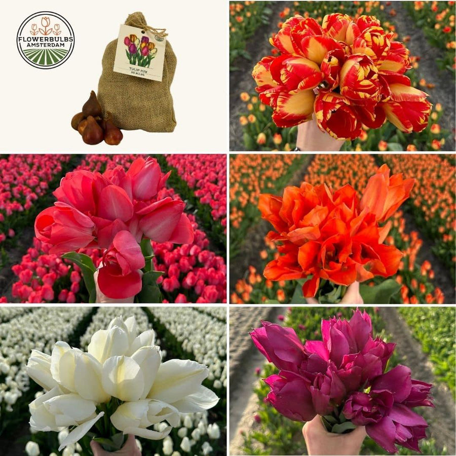Medium tulip mix bulbs in assorted colors from Everspring, featuring 50 sustainable value pack bulbs.