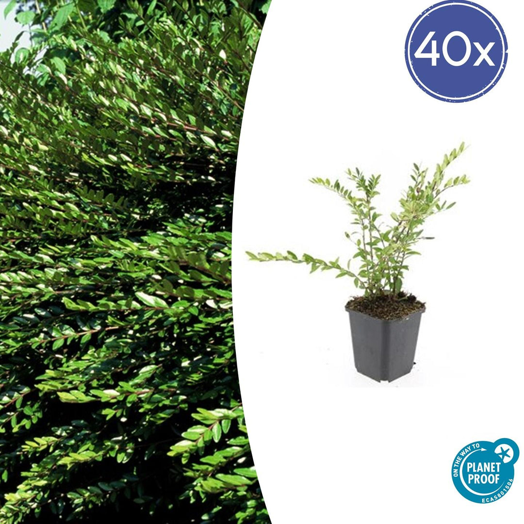 40x Lonicera pileata 'Purple Pearl' Evergreen Ground Cover - 10-25cm