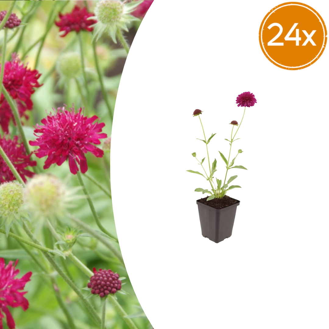 Knautia macedonica with deep magenta pincushion flowers and green stems in black plastic pot, 24-pack quantity shown