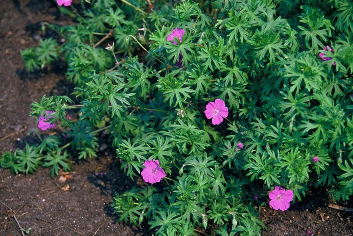 Geranium 'Tiny Monster': Compact Blue Blooms All Summer Long – Shop Now!