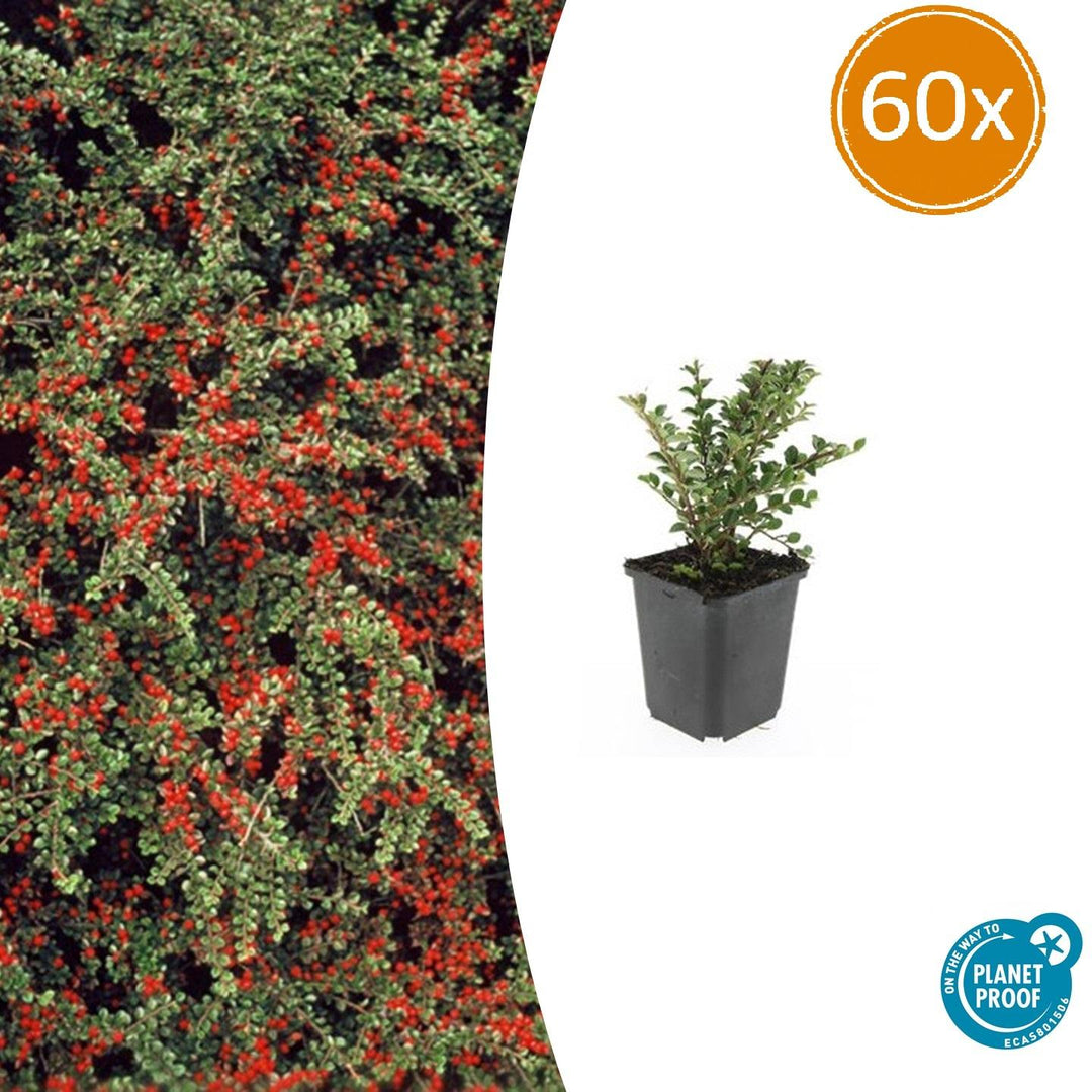 60x Cotoneaster Horizontalis Shrubs - 10-25cm - 9cm Pots