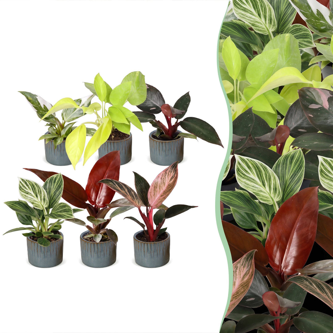 Baby Philodendron Family houseplants, pack of 6