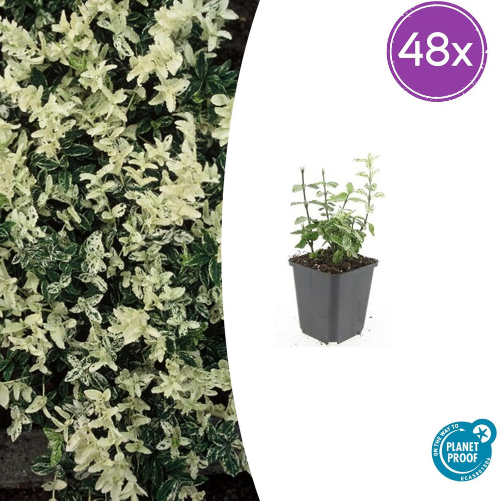 Euonymus fortunei 'Harlequin' with cream and green variegated foliage in black pot, young plant shown at 10-25cm height
