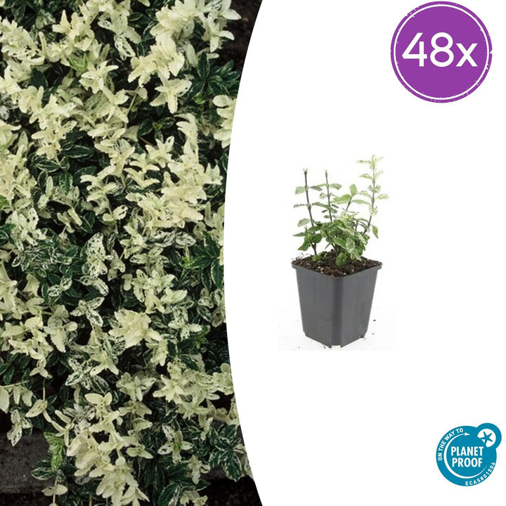 48x Euonymus fortunei 'Harlequin' Variegated Ground Cover - 10-25cm