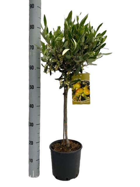 90cm Everspring Mediterranean olive tree in grey-green pot, suitable for indoor or outdoor decor