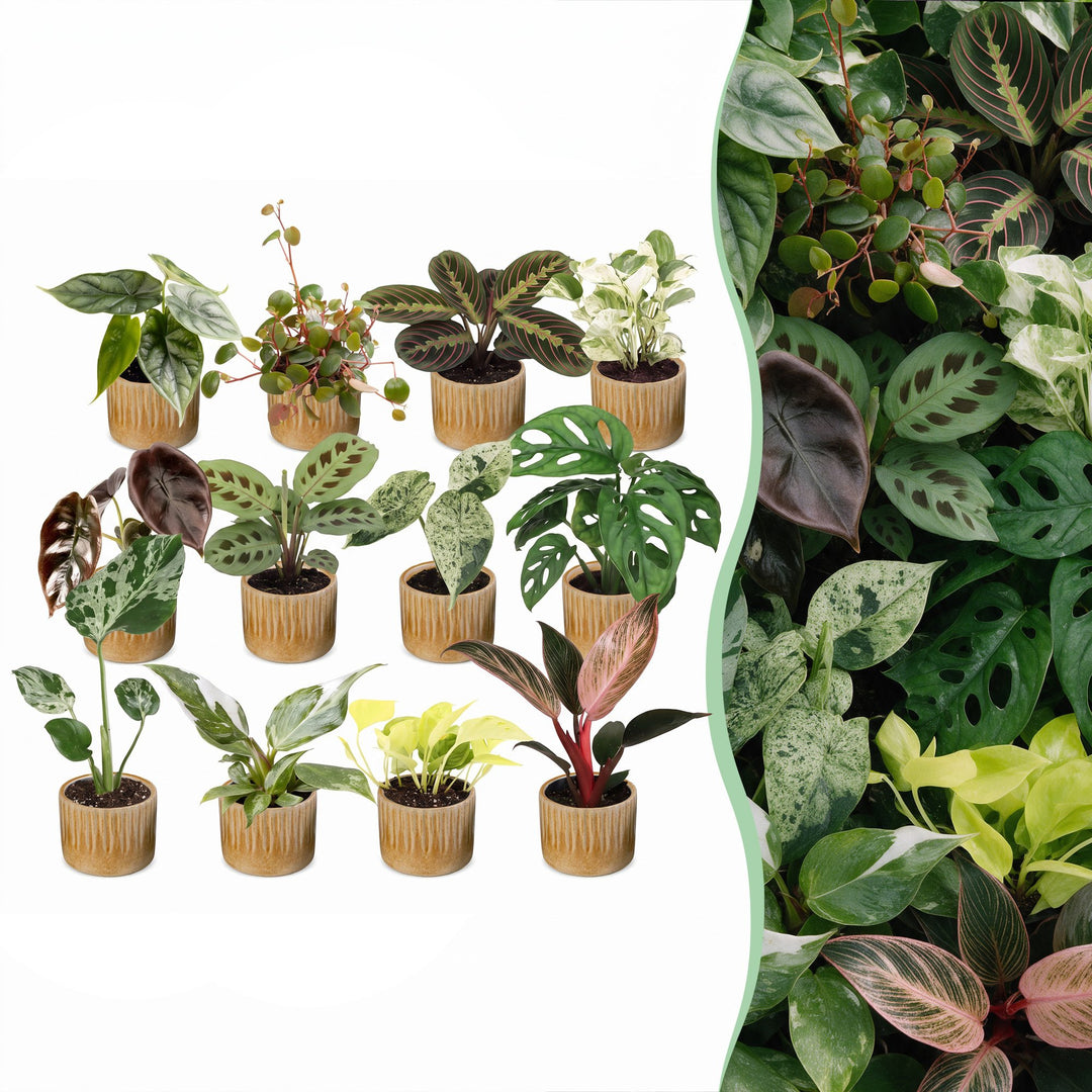 Baby Plants Surprise Box, 12 tropical mini plants in 6 cm pots