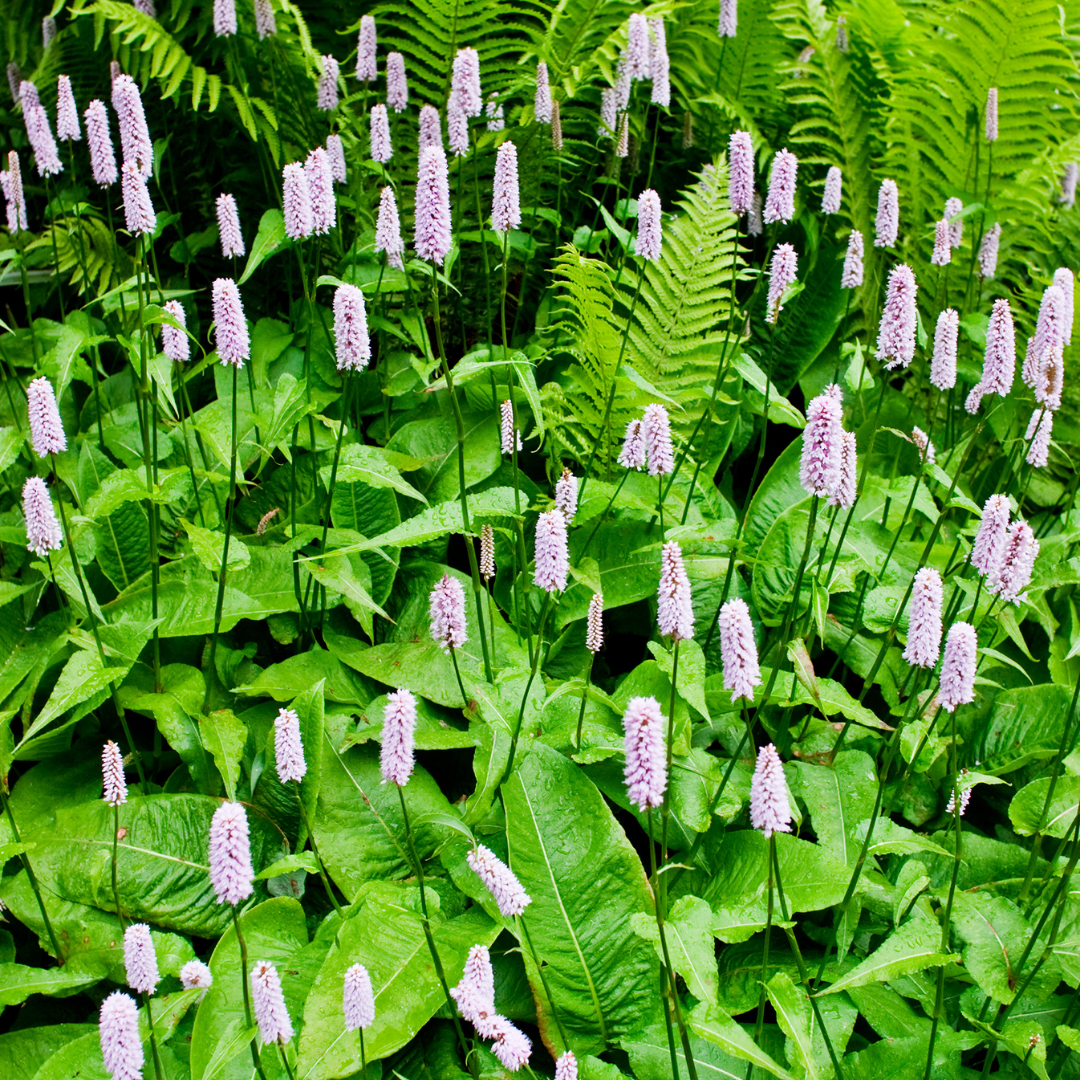 6x Persicaria a. 'Alba' - ↕10-25cm - Ø9cm — healthy root ball and nursery pot ready to ship from Ireland