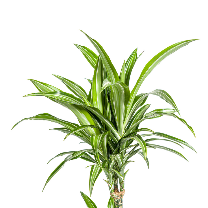Dracaena Deremensis White Stripe 90-110cm — Dragon Tree in 21cm pot, with basket