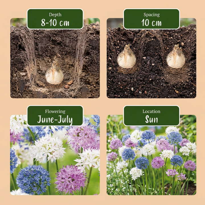 120x Allium 'Buzzing Beauties' Mix Bulbs - Mixed - Summer Flowering - Size 6/7