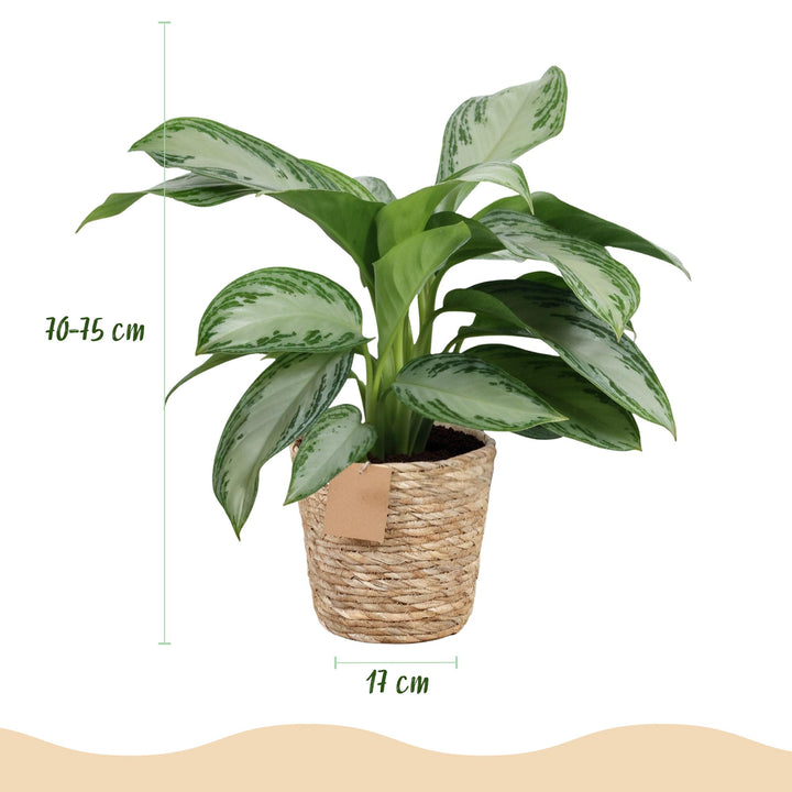 Aglaonema 'Silver Bay' (Aglaonema 'Silver Bay'), detail view 2