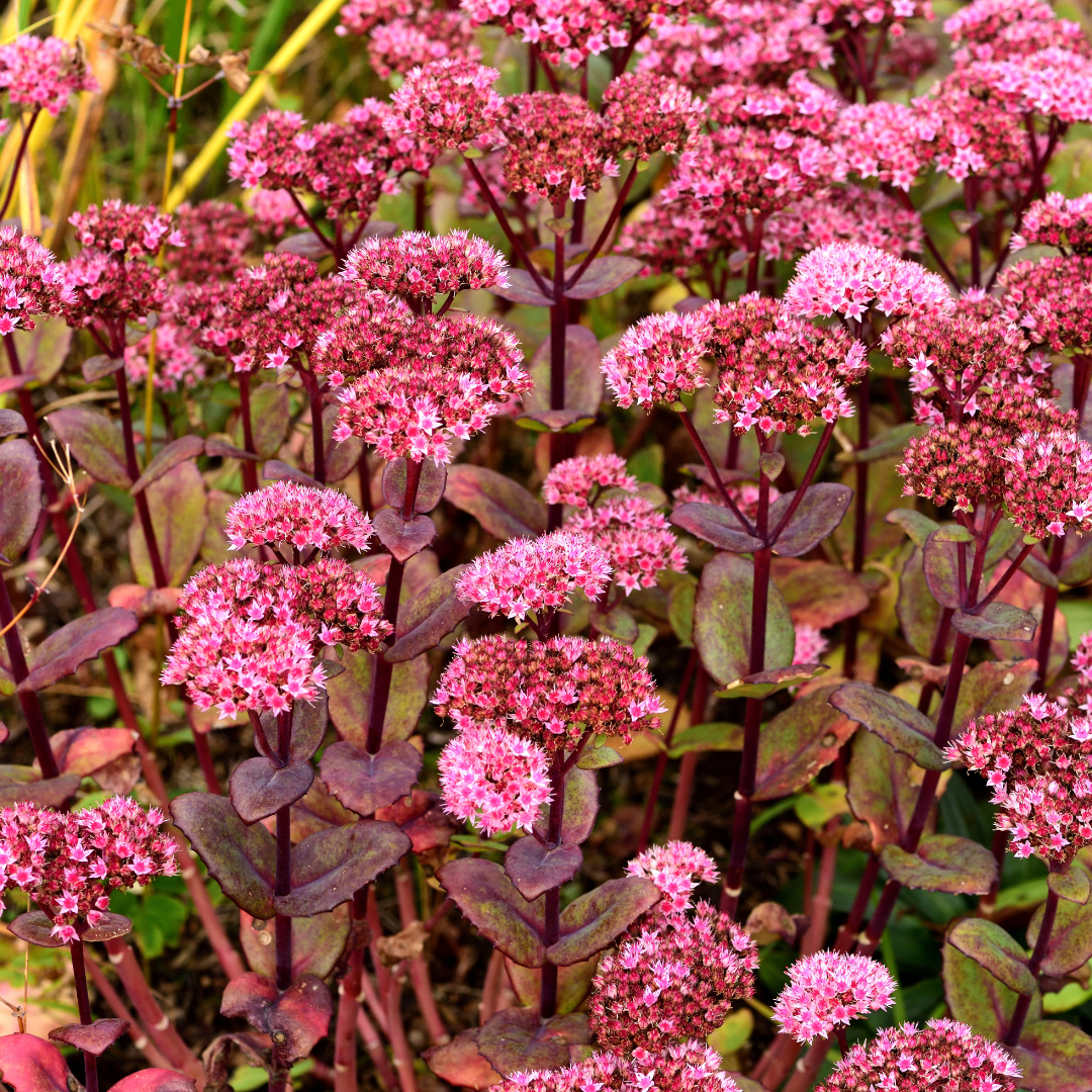 Sedum Matrona with bright pink flower clusters atop deep burgundy stems and fleshy purple-tinged leaves in garden setting