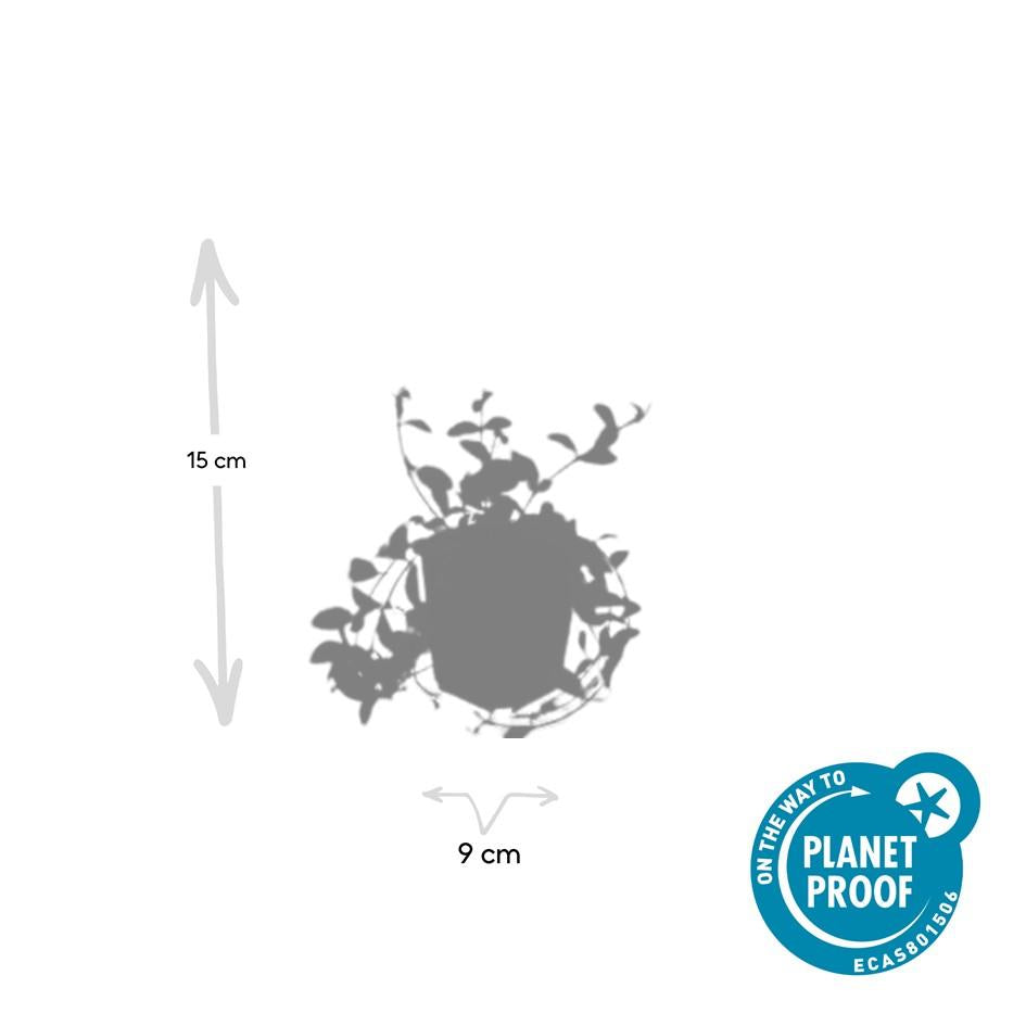 60x Vinca minor 'Aureovariegata' - ↕10-25cm - Ø9cm