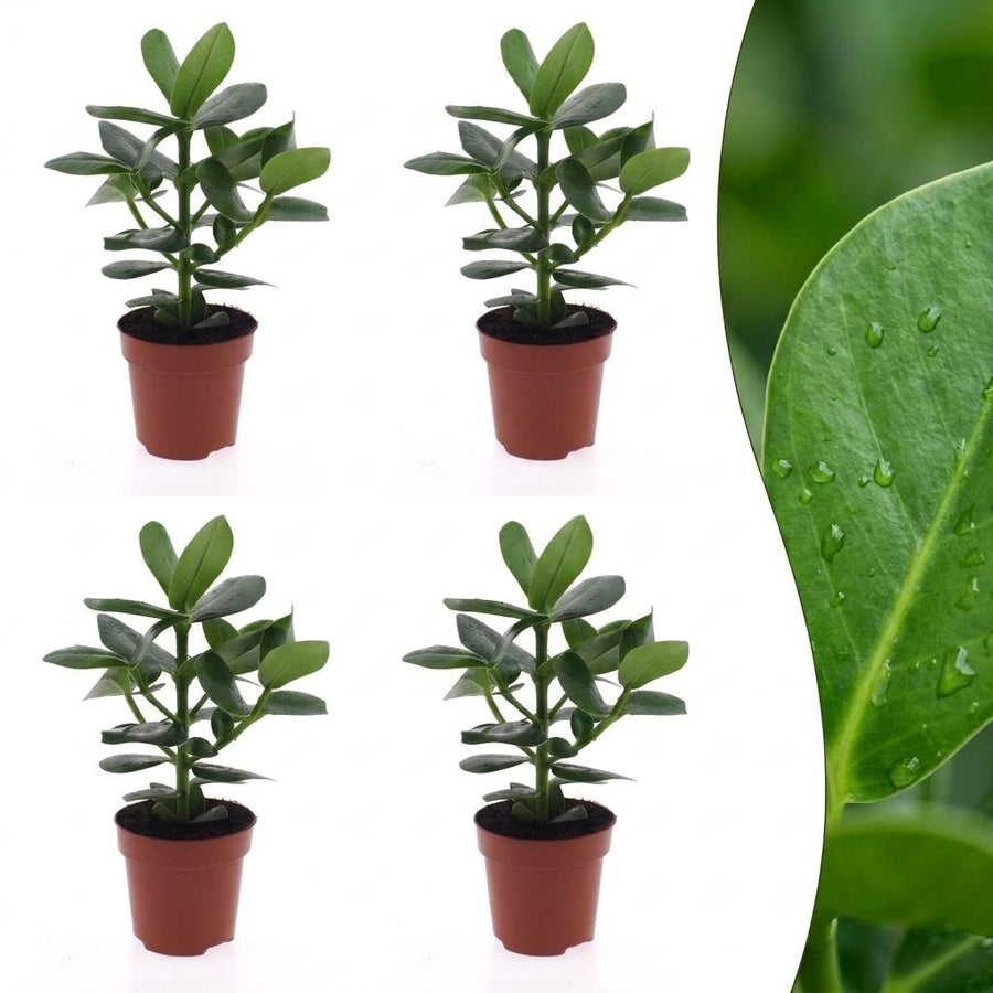 Autograph Tree with thick leathery paddle-shaped leaves in deep glossy green, set of 4 plants, about 40cm tall