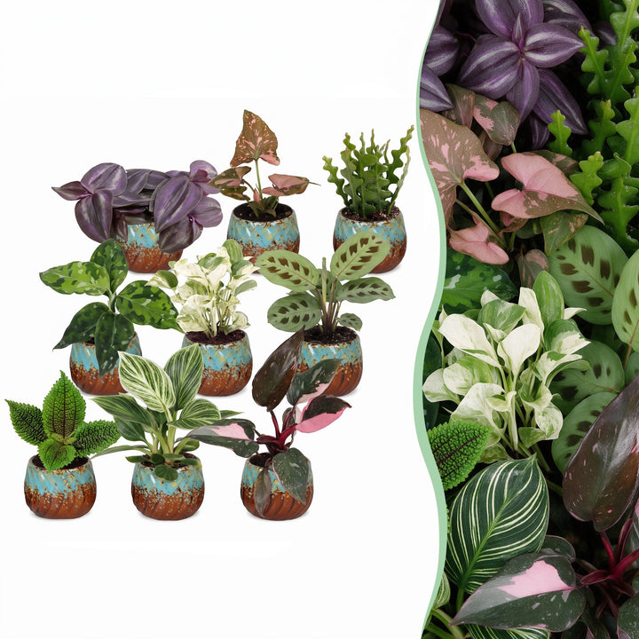 Baby Plants Surprise Box, 9 tropical plants in various colours