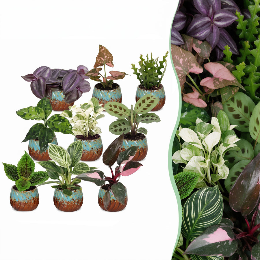 Baby Plants Surprise Box, 9 tropical plants in various colours
