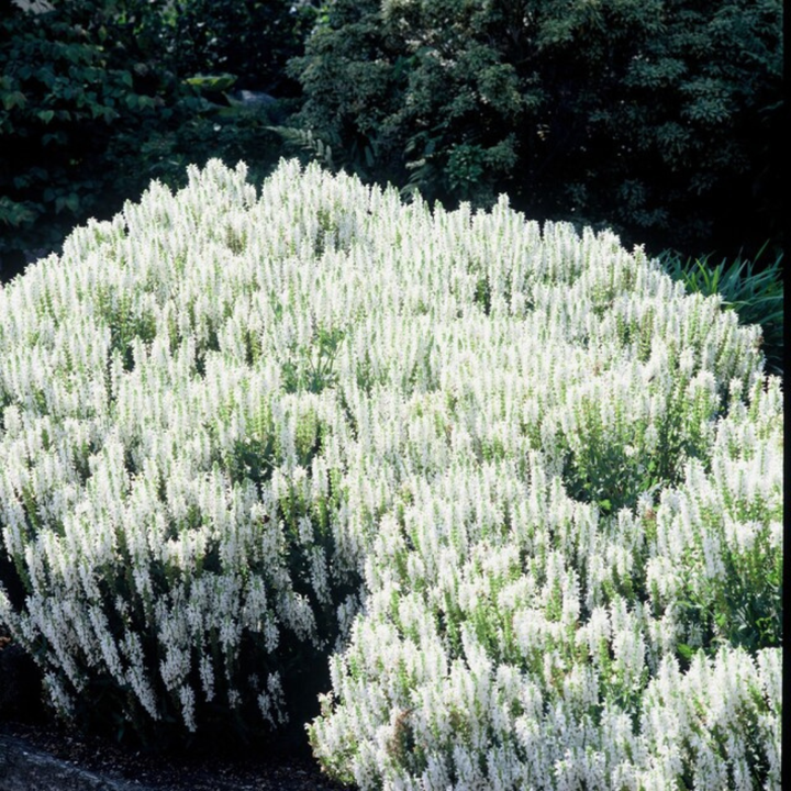 60x Salvia n. 'Schneehugel' - ↕10-25cm - Ø9cm