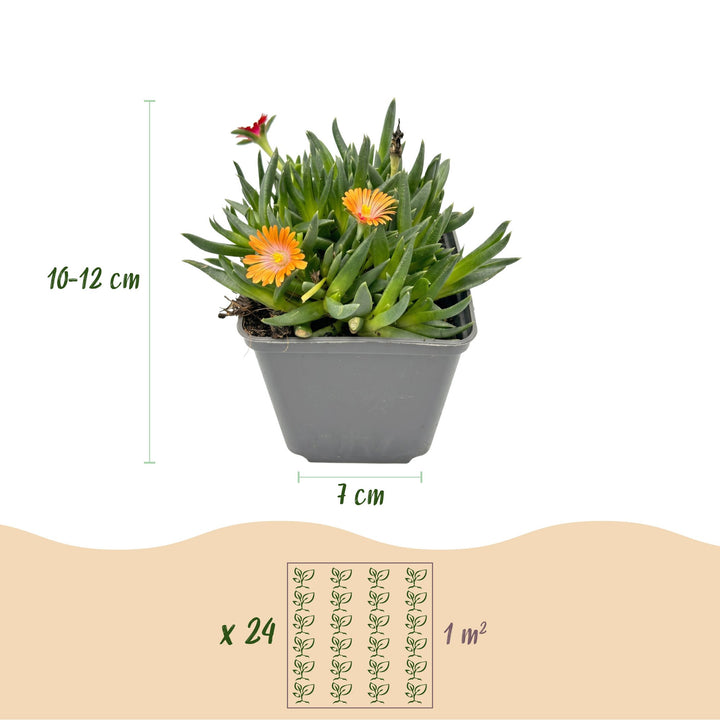 24x Delosperma Mix Ice Plant - Hardy Alpine Perennials - 7cm Pot - 10-12cm