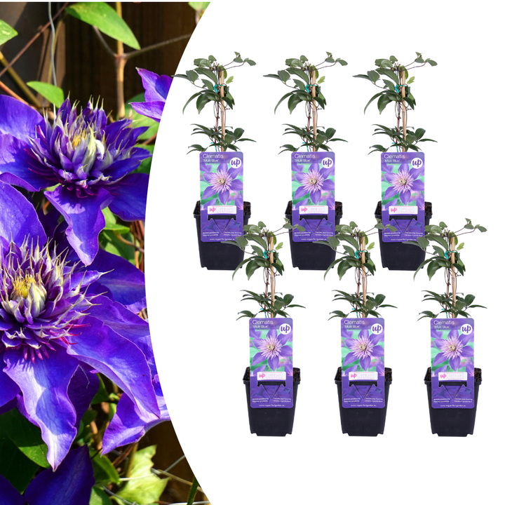 Clematis 'Multi Blue' with double spiky blue-violet flowers on a climbing stem