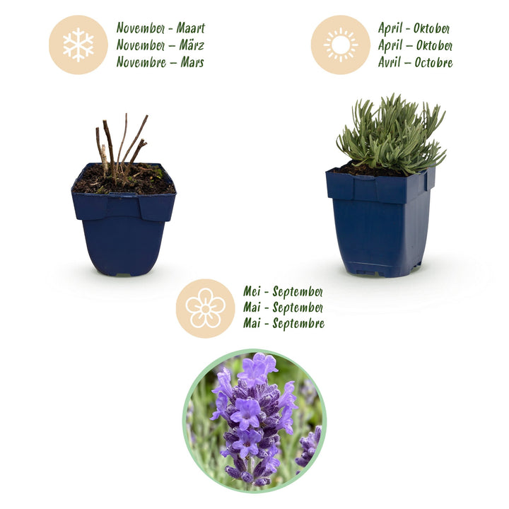 Lavandula angustifolia 'Dwarf Blue' lavender, pack of 24 plants in 11cm pots - view 4