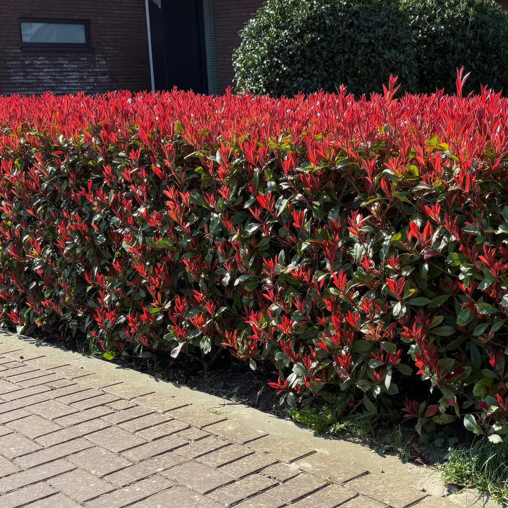 Photinia fraseri Carre Rouge hedge plants, pack of 6, image 5