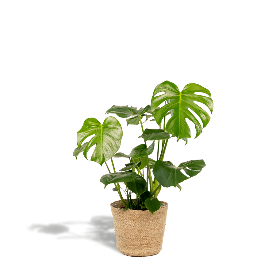 Monstera deliciosa with split green leaves in a woven seagrass basket, approximately 80cm tall and 21cm wide pot diameter