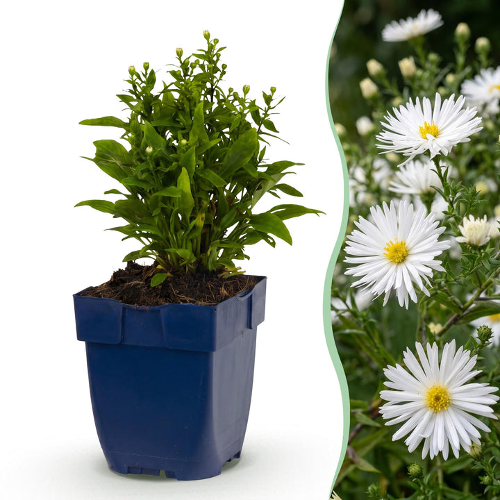 Aster Schneekissen with low mounds covered in white daisy flowers with yellow eyes, 24-plant perennial pack in 11cm pots