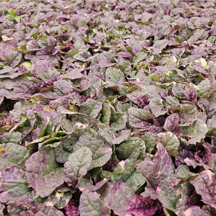 24 Ajuga reptans 'Burgundy Glow' plants in 9cm pots, featuring vibrant burgundy and green foliage