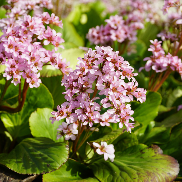 48x Bergenia cordifolia - ↕10-25cm - Ø9cm