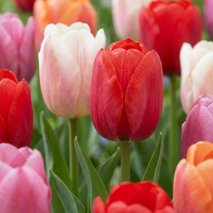 Tulipa Glowing with pride in flower, goblet-shaped blooms on straight upright stems, 120-bulb pack for Irish gardens