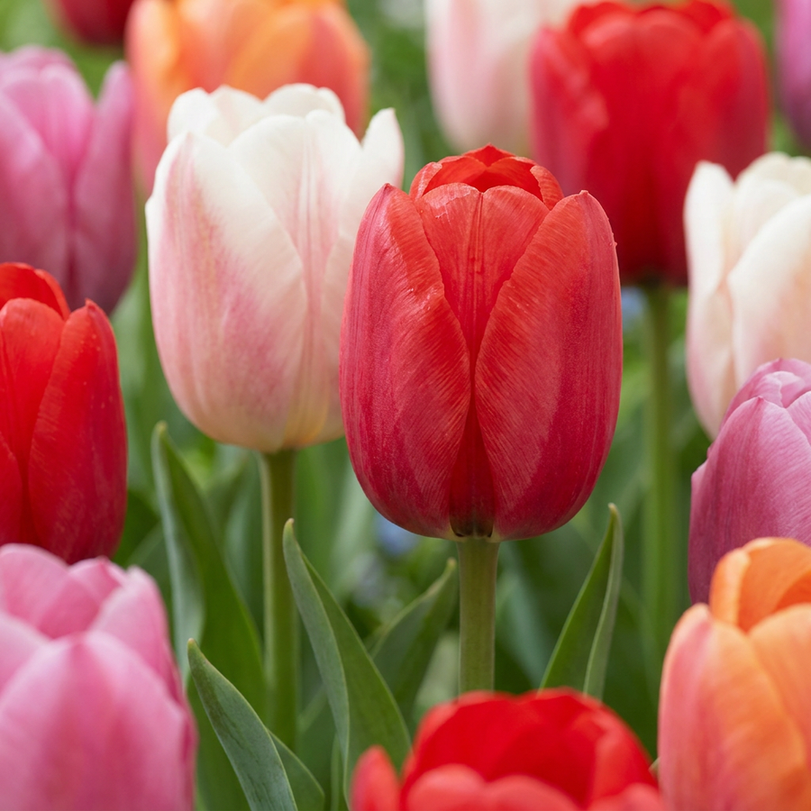 Tulipa Glowing with pride in flower, goblet-shaped blooms on straight upright stems, 120-bulb pack for Irish gardens