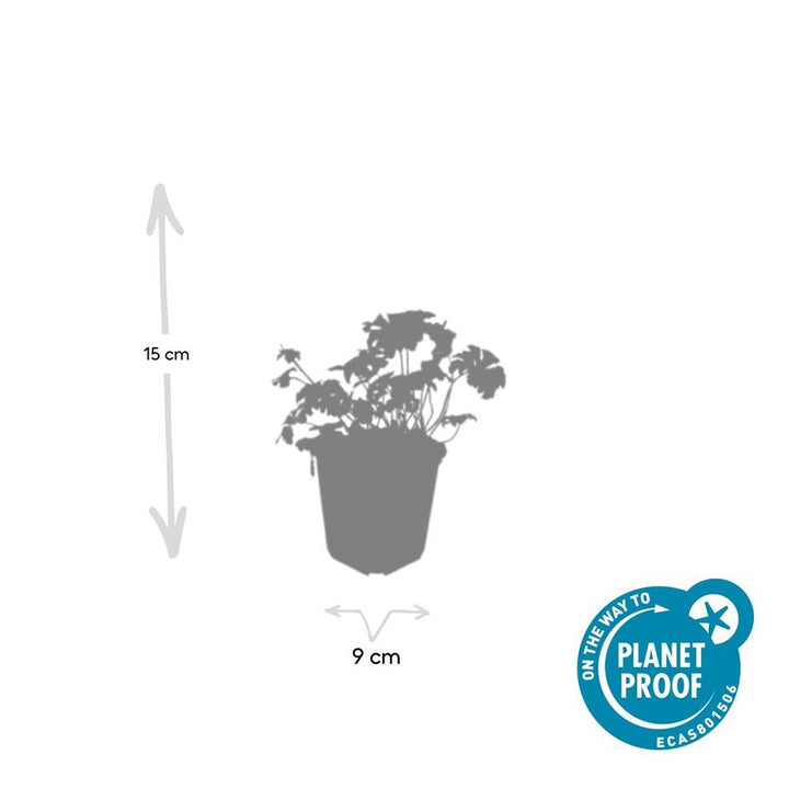 40x White Cranesbill Geranium 'Album' - Hardy Perennial - 9cm Pot