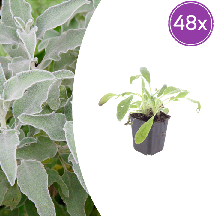 48x Stachys byzantina - ↕10-25cm - Ø9cm