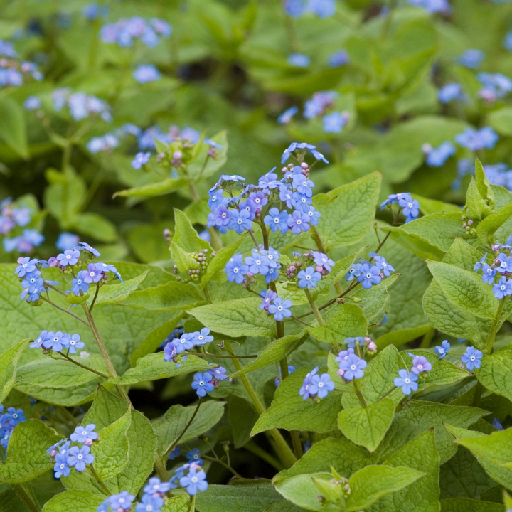 6x Brunnera macrophylla - ↕10-25cm - Ø9cm — healthy root ball and nursery pot ready to ship from Ireland