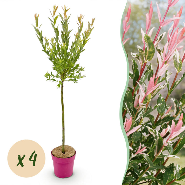 4x Salix integra 'Flamingo' Flamingo Willow in 19cm pots, 90-100cm