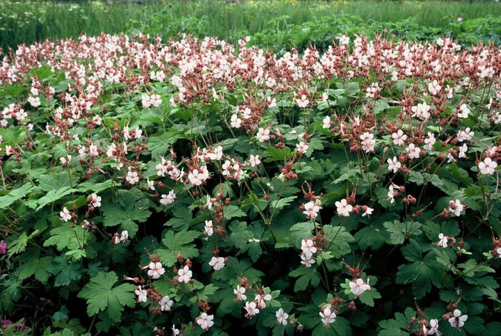6x Geranium macr. 'Spessart' - ↕10-25cm - Ø9cm — healthy root ball and nursery pot ready to ship from Ireland