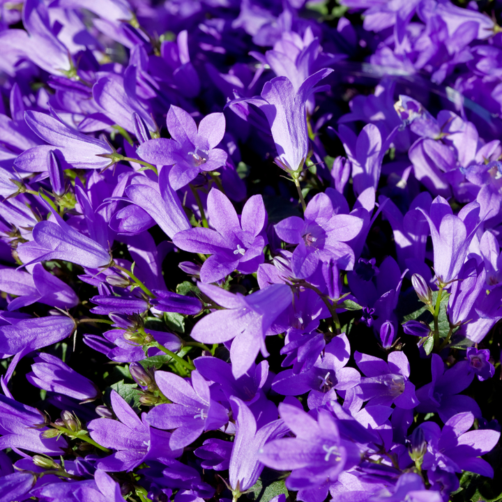 Clustered purple-blue bell flowers of Campanula persicifolia 'Coerulea' with green stems and foliage in sunlight