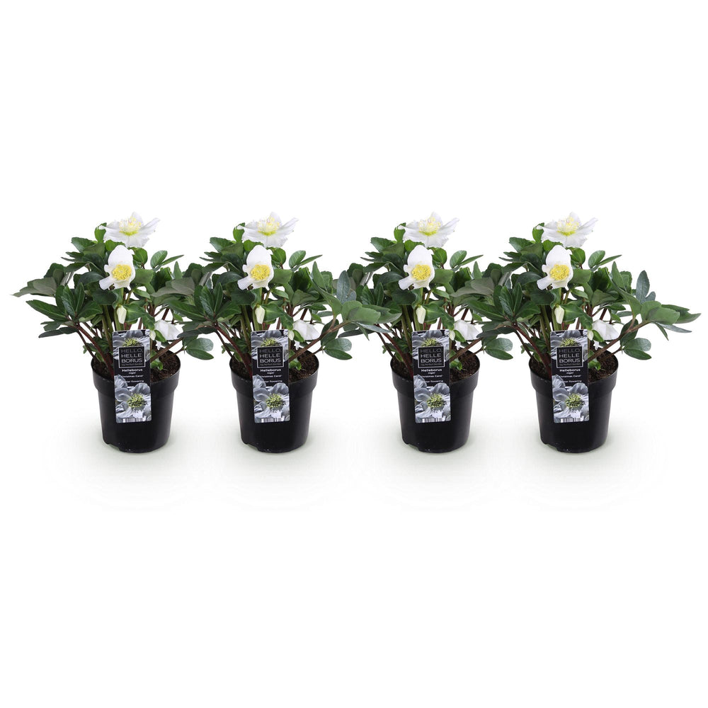 4x Helleborus niger 'Christmas Carol' Christmas Rose in 10.5cm pots - view 2