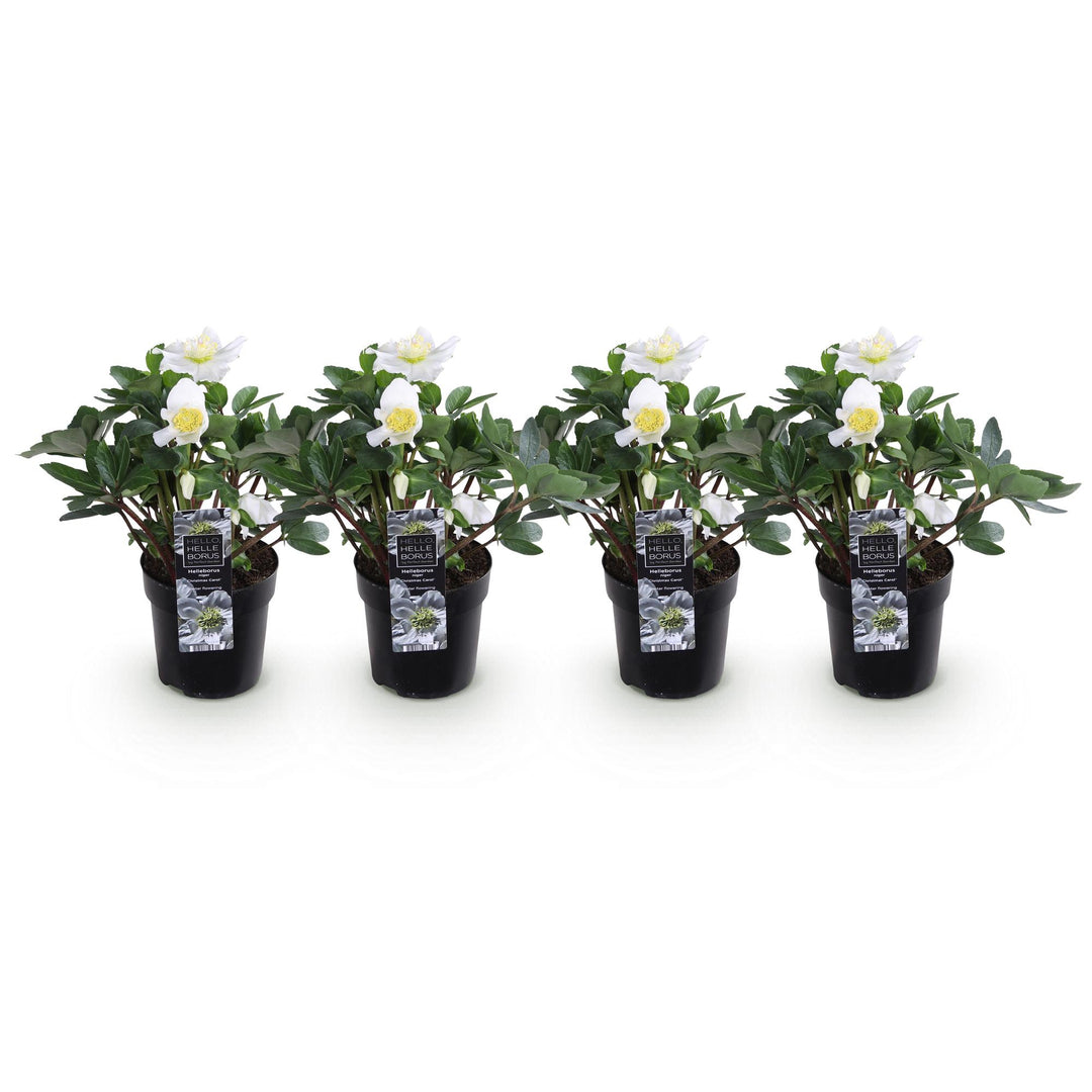 4x Helleborus niger 'Christmas Carol' Christmas Rose in 10.5cm pots - view 2
