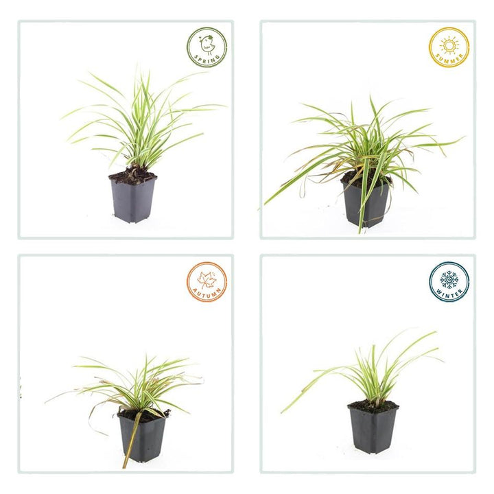 40x Carex morrowii 'Aureovariegata' - Evergreen Japanese Sedge - 10-25cm